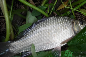 秋天夜釣鯽魚用什么餌料？秋天夜釣鯽魚餌料配方
