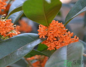 桂花可以做什么食物？桂花可以做什么吃的？