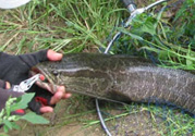 路亞釣黑魚用什么假餌？路亞釣黑魚用什么餌？