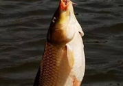 夜釣鯉魚用什么餌料？秋天夜釣鯉魚用什么餌料？