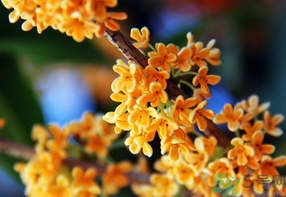 桂花一年開幾次花？桂花是幾月份開花？