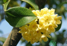 桂花一年開幾次花？桂花是幾月份開花？
