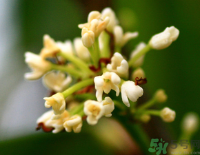 桂花一年開幾次花？桂花是幾月份開花？