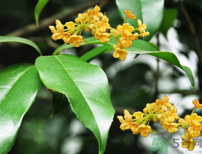  桂花什么季節(jié)開花？桂花什么時候開花？