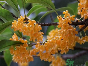  桂花什么季節(jié)開花？桂花什么時候開花？