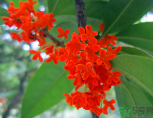  桂花什么季節(jié)開花？桂花什么時候開花？