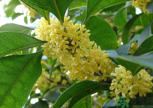 桂花是什么顏色？桂花有幾種顏色？