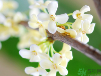 桂花是什么顏色？桂花有幾種顏色？
