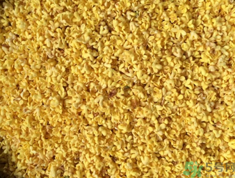 桂花可以做枕頭嗎？桂花做枕頭有什么功效？