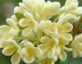 桂花怎么做香水？新鮮桂花怎么做香水？