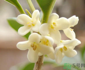 桂花怎么做香水？新鮮桂花怎么做香水？