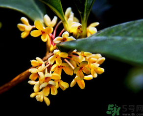 桂花怎么做香水？新鮮桂花怎么做香水？