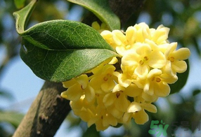 桂花不開花是什么原因？桂花不開花怎么辦？