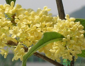 桂花不開花是什么原因？桂花不開花怎么辦？