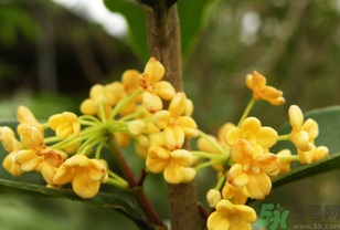 桂花不開花是什么原因？桂花不開花怎么辦？