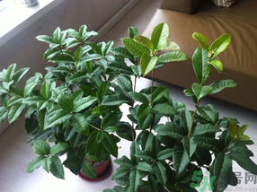 桂花可以放在臥室嗎？桂花放在臥室好嗎？