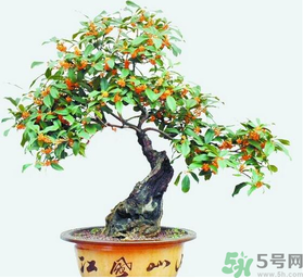 桂花樹可以種在室內(nèi)嗎？桂花樹適合在室內(nèi)嗎？