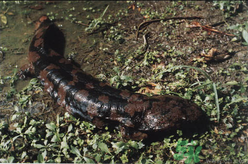 野生娃娃魚多少錢一斤？野生娃娃魚多少錢一條？