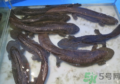 野生娃娃魚多少錢一斤？野生娃娃魚多少錢一條？