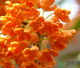 桂花和茶葉能一起泡嗎？桂花能和茶葉一起泡嗎？