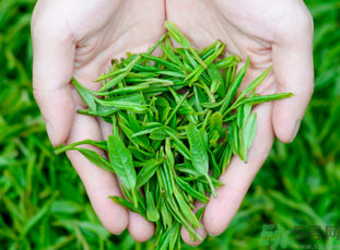 桂花和茶葉能一起泡嗎？桂花能和茶葉一起泡嗎？