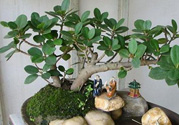桂花樹可以種在室內(nèi)嗎？桂花樹適合在室內(nèi)嗎？