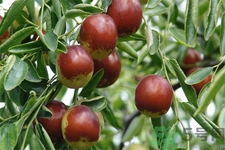 冬棗能泡茶喝嗎？泡茶喝用干冬棗好還是新鮮冬棗好？