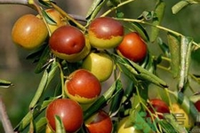 冬棗能泡茶喝嗎？泡茶喝用干冬棗好還是新鮮冬棗好？