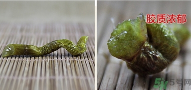 鐵皮楓斗怎么吃？鐵皮楓斗功效與作用