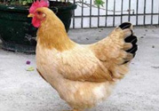 三黃雞多少錢一斤？三黃雞多少錢一只？