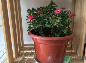 月季花可以放在室內(nèi)嗎？月季花放在室內(nèi)好嗎？