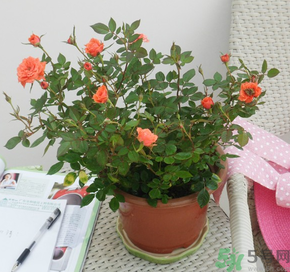 月季花可以放在室內(nèi)嗎？月季花放在室內(nèi)好嗎？