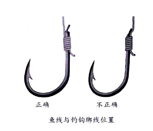 釣鯉魚(yú)用幾號(hào)鉤？釣鯉魚(yú)用什么鉤？