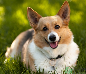 狂犬病的潛伏期最長多長？狗咬了會得狂犬病嗎？