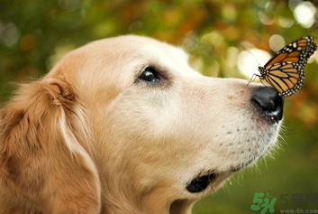 狂犬病的潛伏期最長多長？狗咬了會得狂犬病嗎？