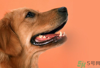 狂犬病的潛伏期最長多長？狗咬了會得狂犬病嗎？