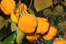 柿子和香蕉能一起吃嗎？柿子和香蕉一起吃會(huì)中毒嗎？