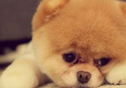 狂犬病的潛伏期最長多長？狗咬了會(huì)得狂犬病嗎？
