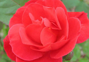 月季花可以放在室內(nèi)嗎？月季花放在室內(nèi)好嗎？