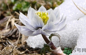 雪蓮花怎么吃？雪蓮花的功效作用