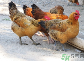 土雞多少錢一斤？土雞多少錢一只？