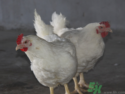 肉雞多少錢一斤？肉雞價格行情