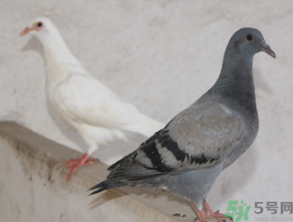 鴿子多少錢一只？鴿子多少錢一斤？