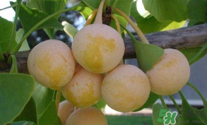 白果可以天天吃嗎？白果吃多了會(huì)怎么樣？
