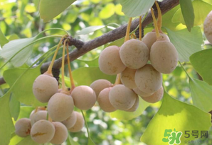 白果可以天天吃嗎？白果吃多了會(huì)怎么樣？