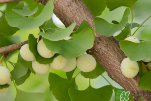 吃白果有什么好處和壞處？吃白果有什么作用？