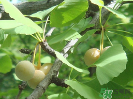吃白果會(huì)過(guò)敏嗎？吃白果過(guò)敏了怎么辦？
