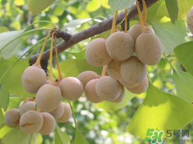 吃白果會(huì)過(guò)敏嗎？吃白果過(guò)敏了怎么辦？