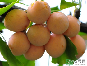 吃白果會(huì)過(guò)敏嗎？吃白果過(guò)敏了怎么辦？