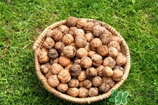 膽結(jié)石能吃核桃嗎？吃核桃能治膽結(jié)石嗎？